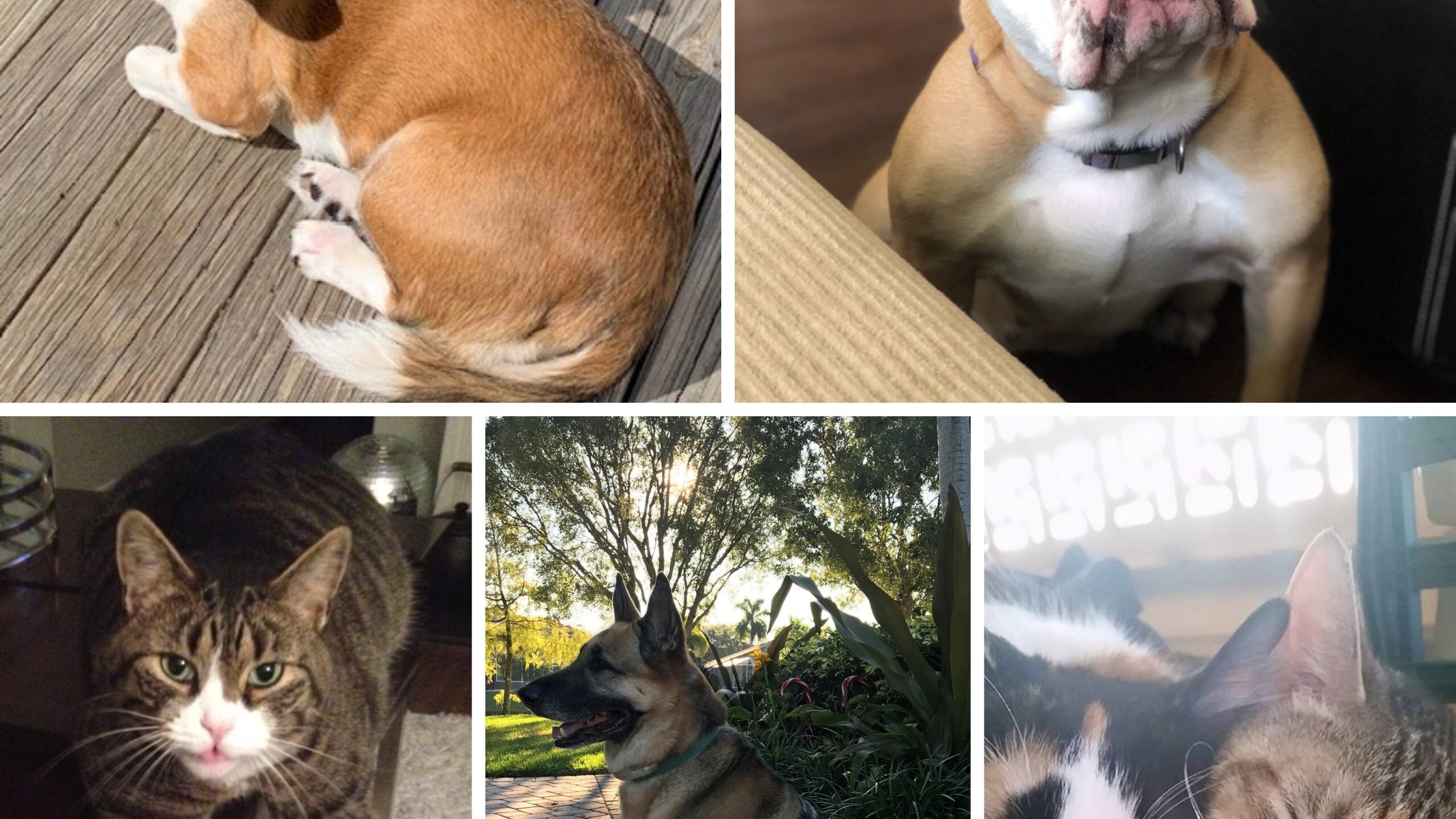 Collage of dogs and cats