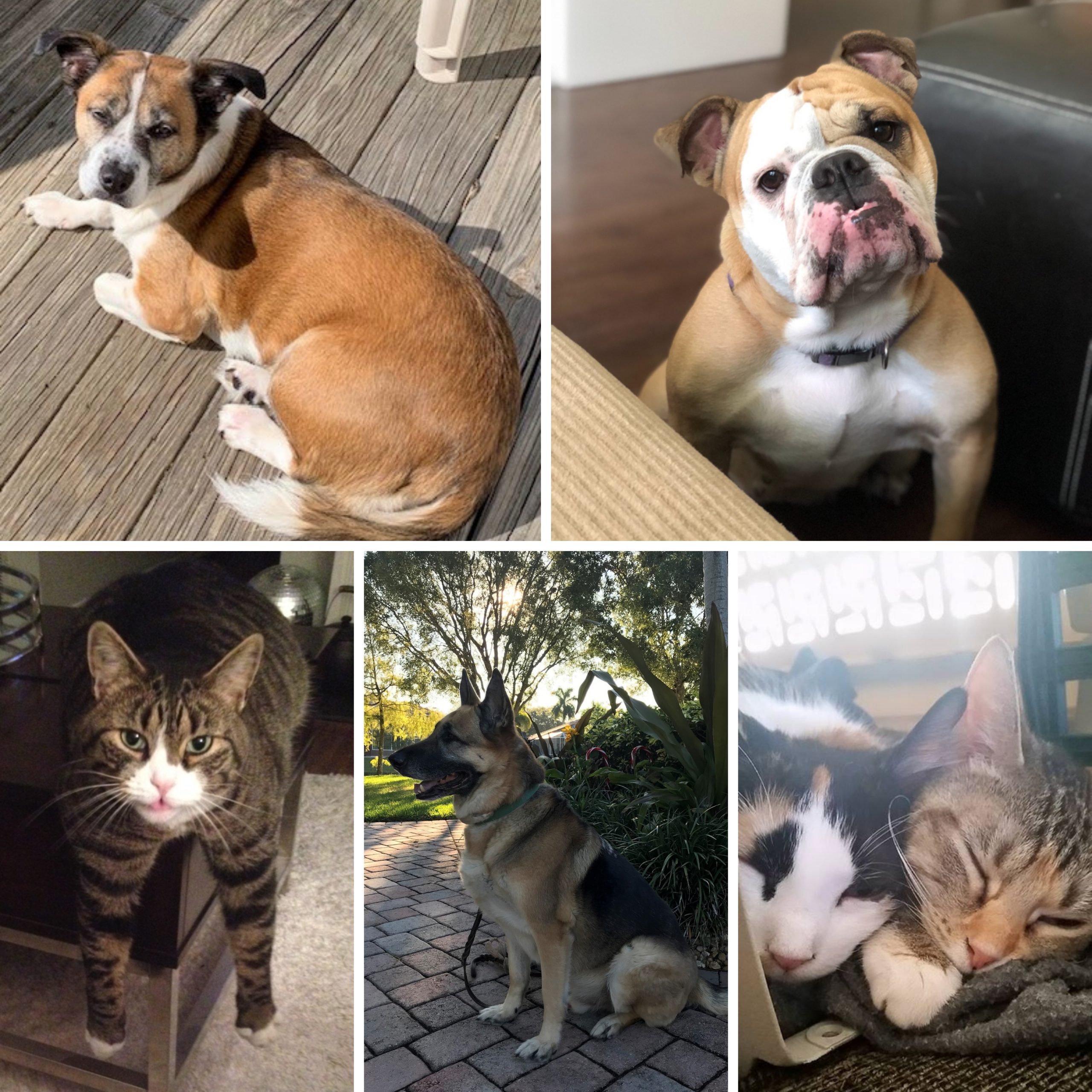 Collage of dogs and cats